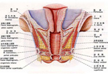女性生殖器系统完全图示详解