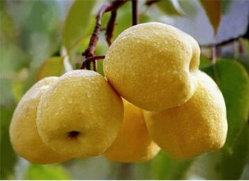 补锌的食物有哪些