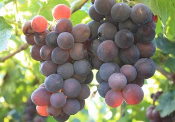 葡萄
