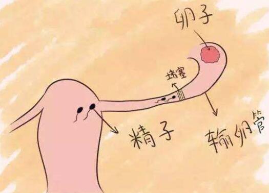 输卵管堵塞会排卵吗