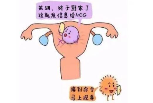 如何根据HCG值判断怀孕或宫外孕