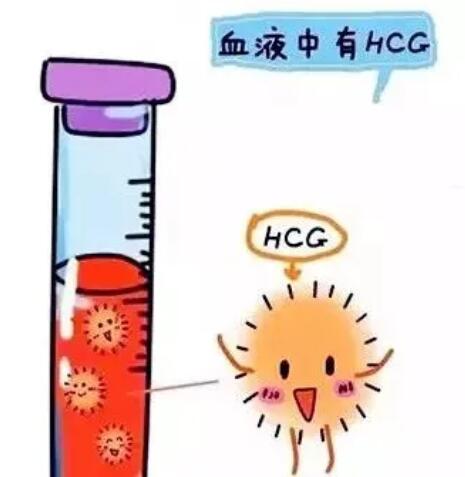 如何根据HCG值判断怀孕或宫外孕