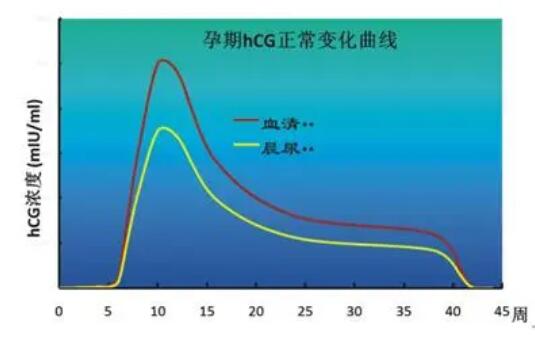 如何根据HCG值判断怀孕或宫外孕