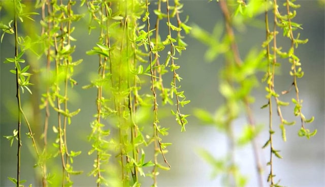 关于柳树的古诗句