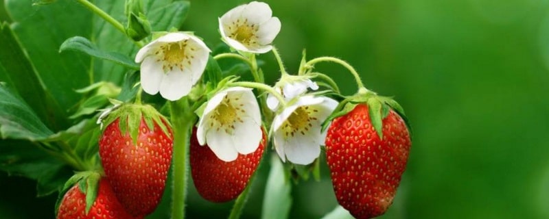 草莓什么季节成熟