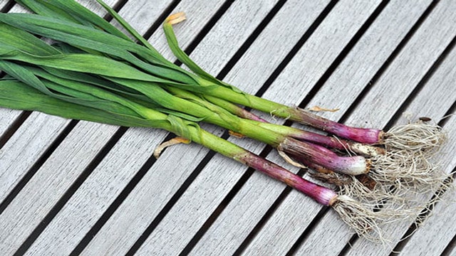 孕妇可以吃蒜苗吗